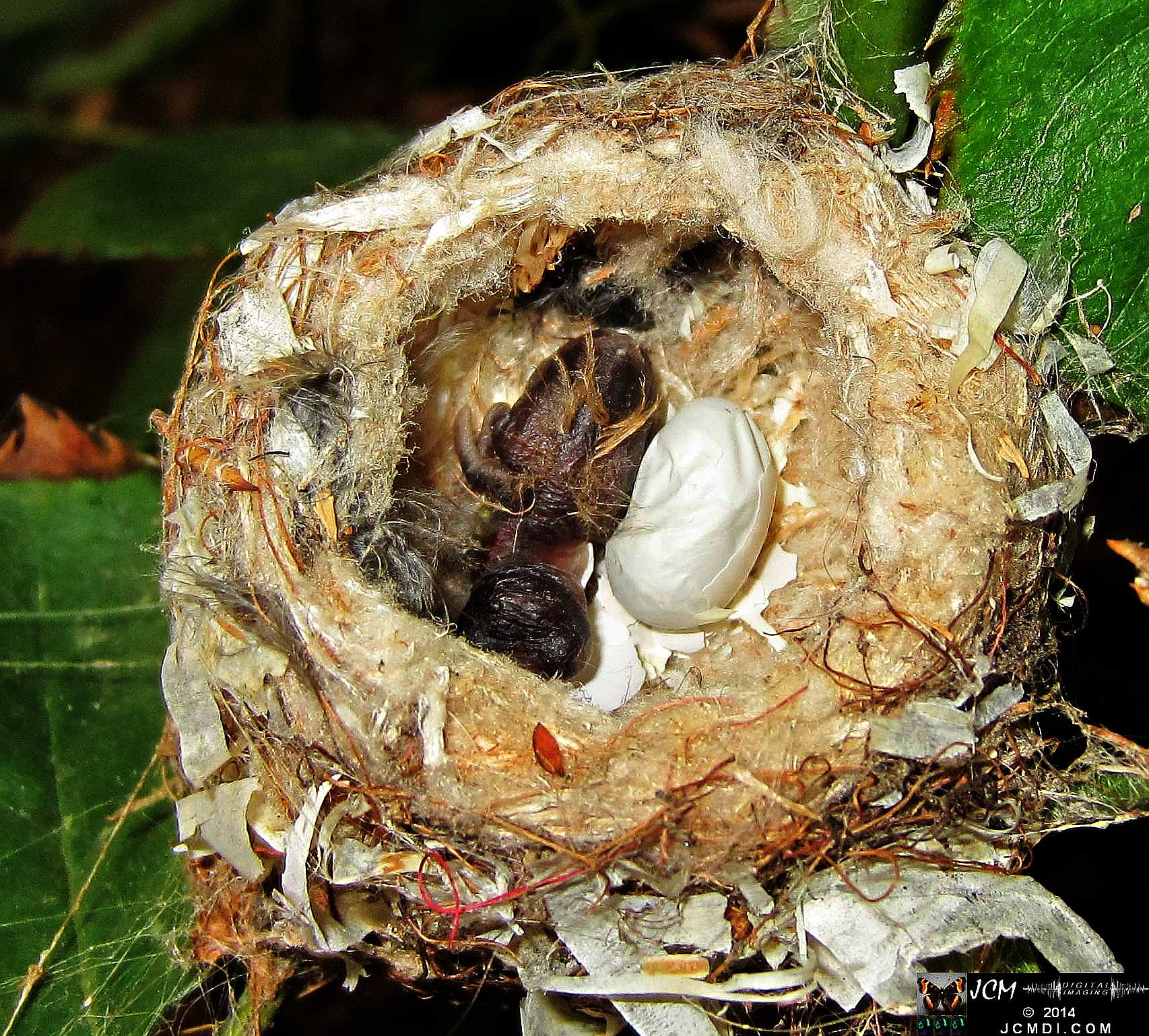 Allens Hummingbird nest with chick and egg